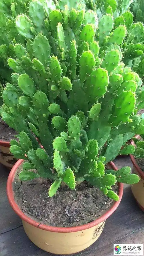 千手观音会开花吗