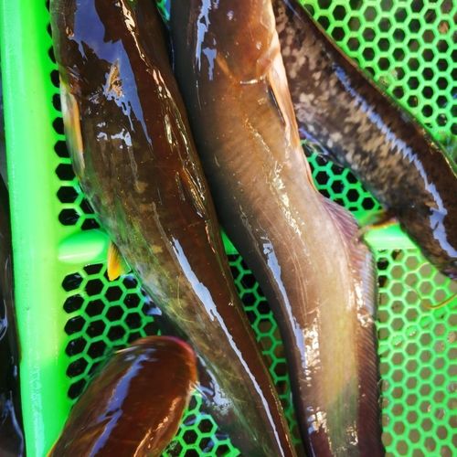 乌苏里江野生鲶鱼新鲜食用