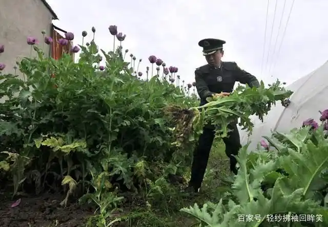种罂粟犯法种植罂粟花种植500株以上的,按刑事案件处理,属于违法,不满