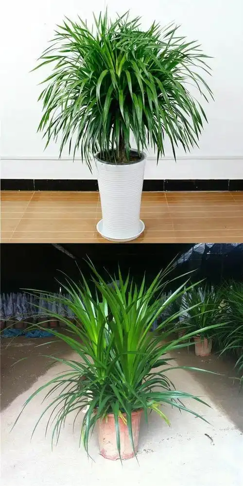 大型盆栽图片及名称大盆栽植物名称和图片