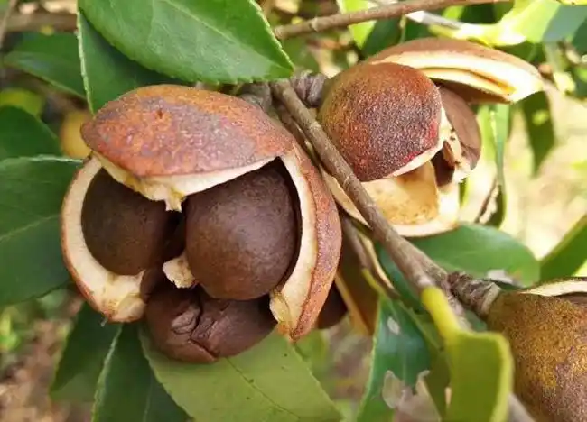 广西油茶果多少钱一斤