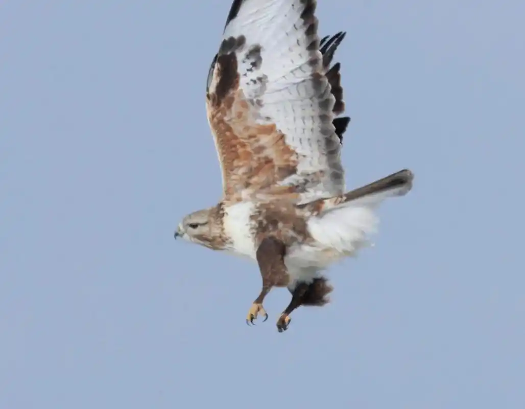 毛脚鵟,拍摄于新巴尔虎左旗 - 抖音