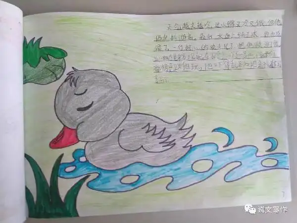 绘本故事丑小鸭张家口回民小学一三班出品