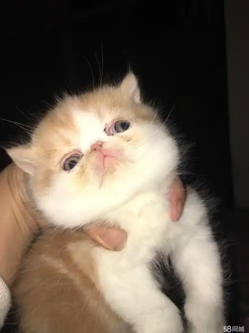 【图】自家本地繁殖加菲猫 - 天山中山路商业区宠物猫 - 乌鲁木齐58