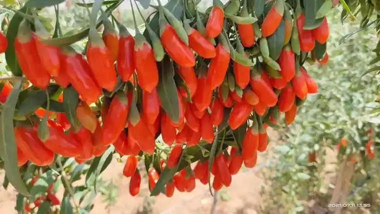 [枸杞批发]宁夏枸杞价格50.00元/斤 - 一亩田