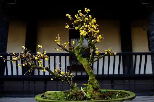 成都幸福梅林盆景园的腊梅花飘香,20190111郑国祥拍.