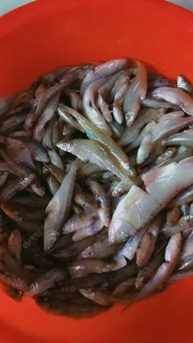 正宗棍子鱼……,.