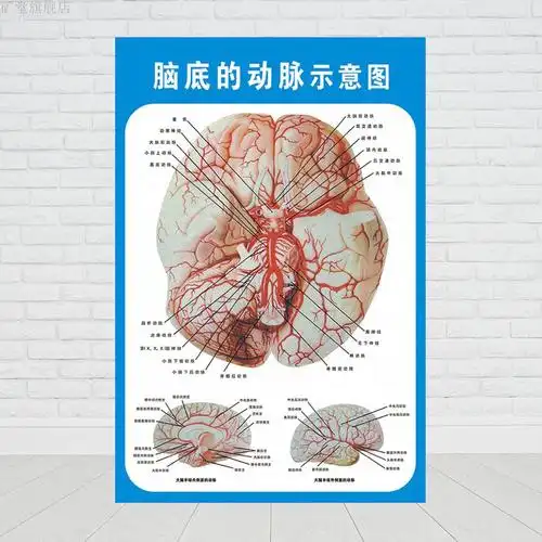 头部脑神经解剖示意图宣传画教学医院科室人体医学挂图墙贴 头部神经
