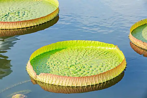 荷叶,霸王莲,睡莲,景色,特写