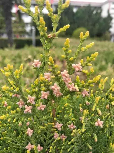 柏花如米小也学牡丹开