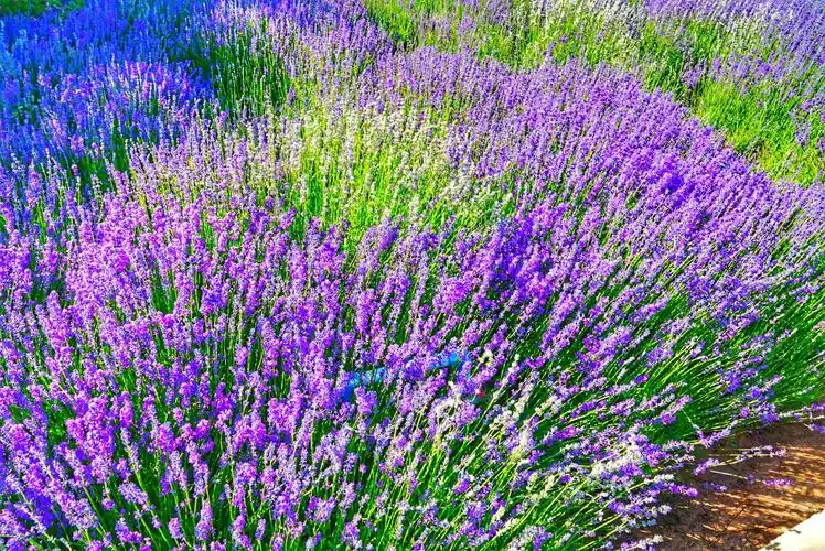 盛开着大片薰衣草.