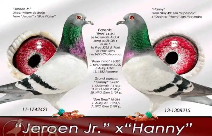 种鸽近亲配对最牛交配法