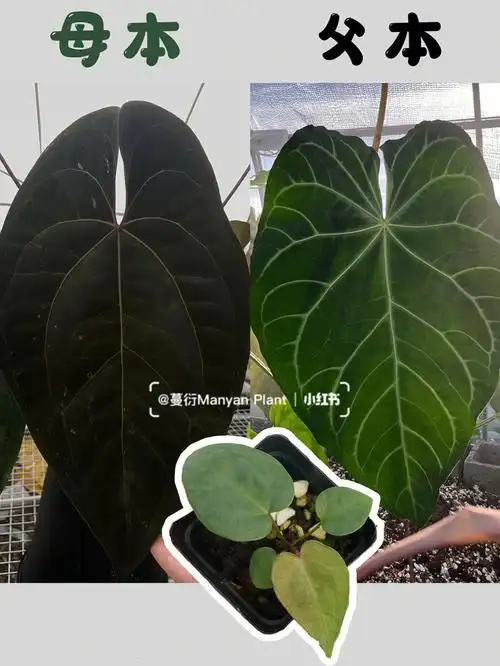 自繁花烛小苗黑桃x华丽黑桃杰克花烛