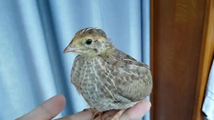 小鹌鹑的成长日记!d20