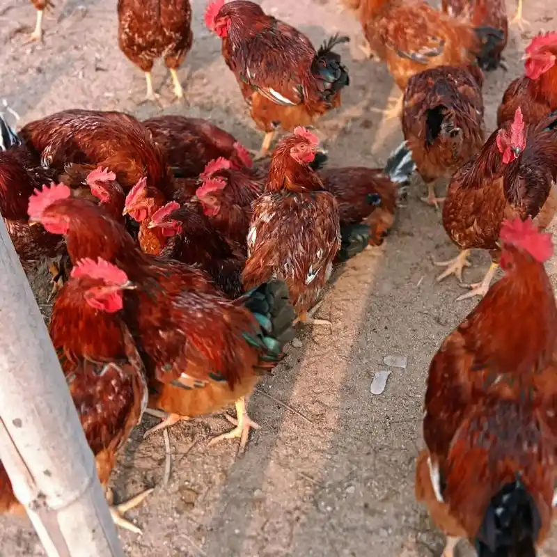 要的联系15037062616.#自家养殖 九斤红大公鸡 - 抖音