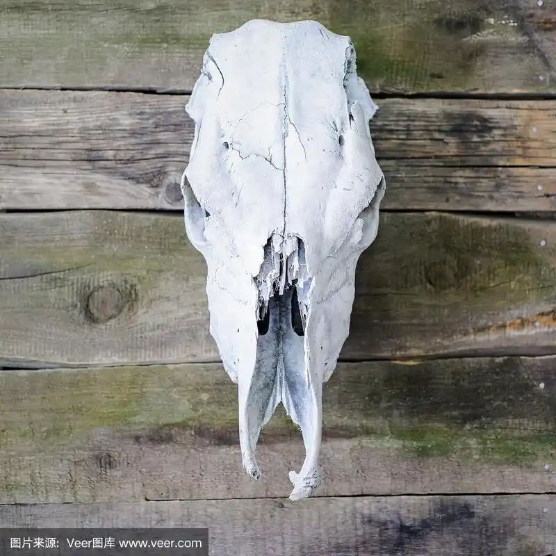 木制背景上的"白牛骷髅"