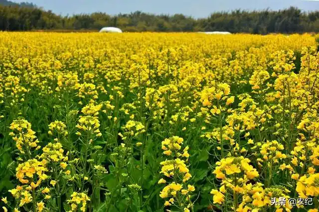 头条问答 - 油菜的成熟标准是什么?(11个回答)