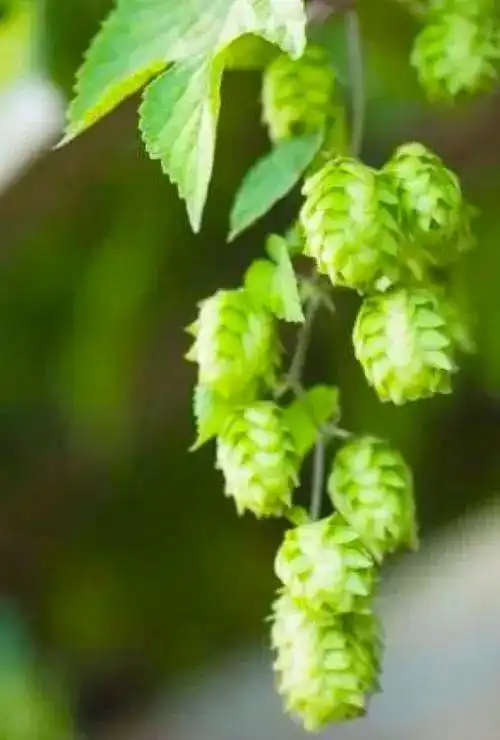 蛇麻花是怎么样开花的?_知识 - 名片网