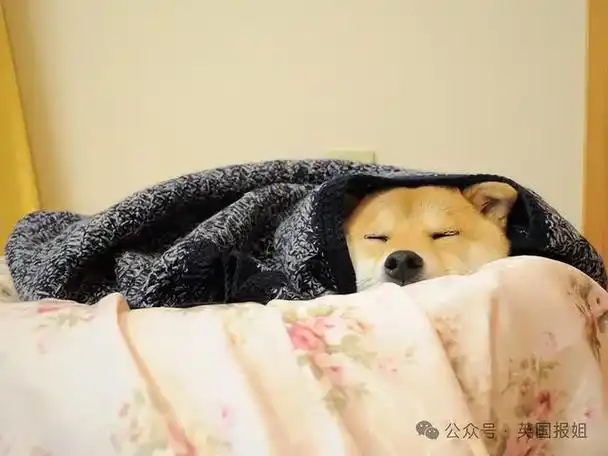 全球最知名狗狗去世!因doge表情包爆火十几年,见证一代人