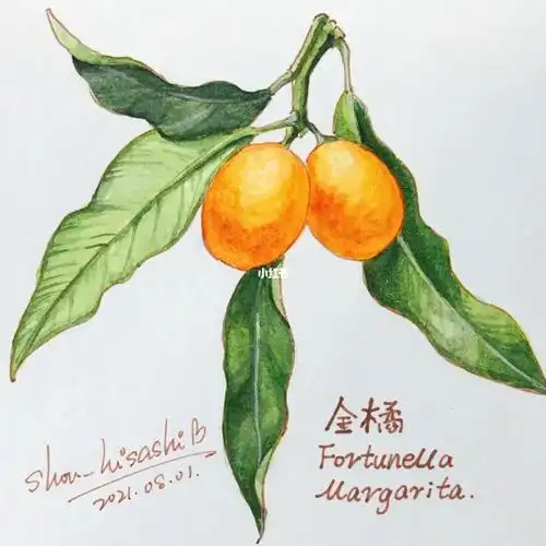 画画  #水彩   #水彩初学者   #画画的日常   #手绘   #日常   #每日