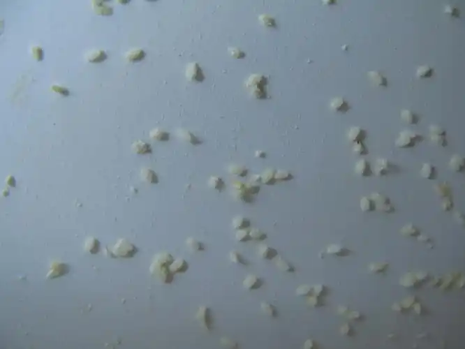 p>黄粉虫俗名面包虫,为鞘翅目拟步行科粉甲属的昆虫.