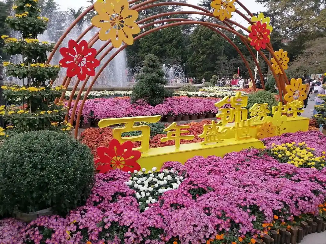 中山公园菊花展.@黄明展览现场,各种品种的菊花争奇斗艳,红 - 抖音