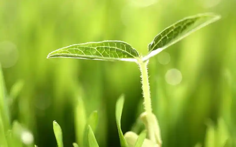 在春天植下一棵树春风会为它披上多彩的衣裳