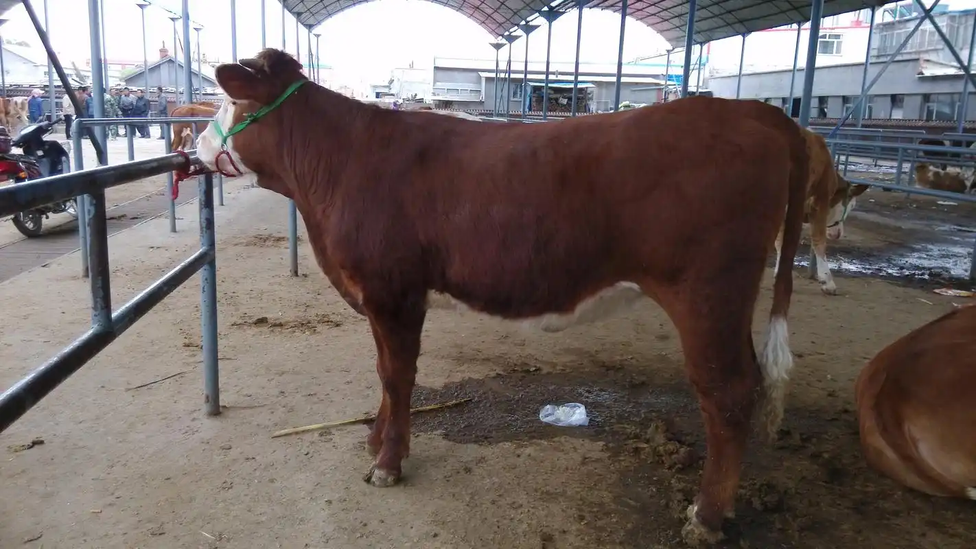 2017年下半年西门塔尔繁殖母牛价格走势预测