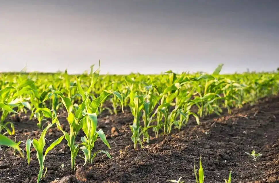 玉米播种总是出现出苗差的问题? 如何避免?