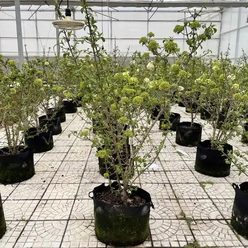 中华华木绣球树苗斗球南北方种植白麻球室外庭院时令草本花卉