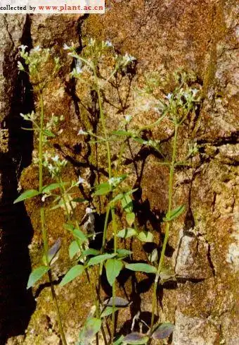剑叶耳草hedyotis caudatifolia merr. et metcalf