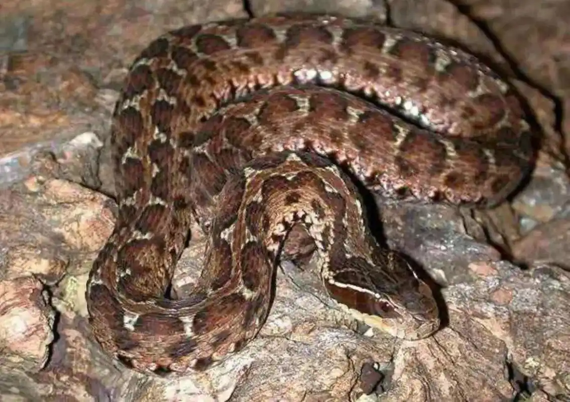 中国境内十大毒蛇,任何一种瞬间秒杀猎物!__财经头条