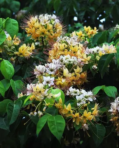 加罗林鱼木盛开,黄白相间,高雅大方的花朵,在微风