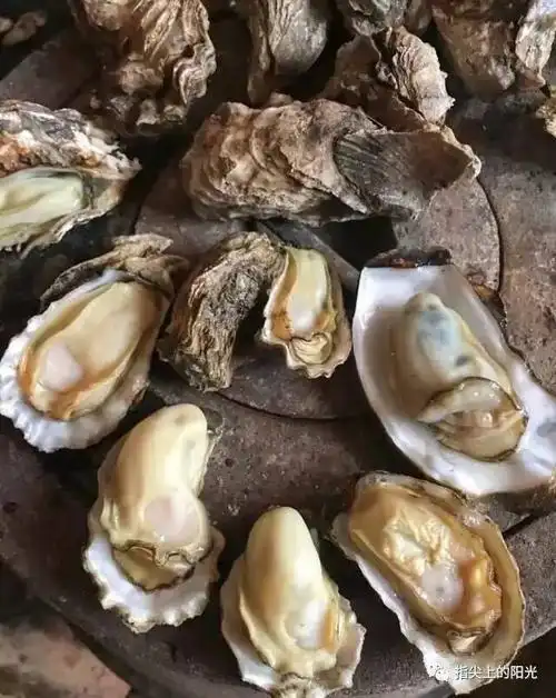 漫谈海蛎子
