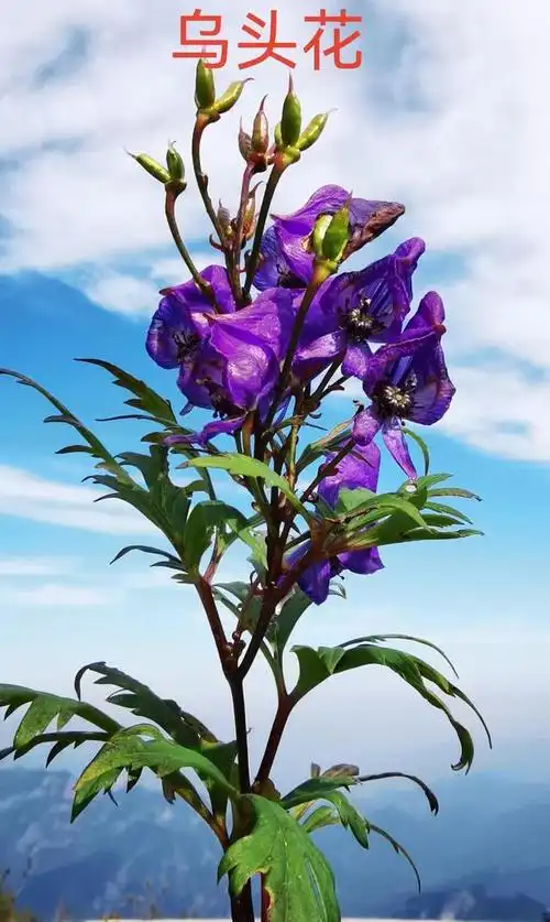 乌头的美丽