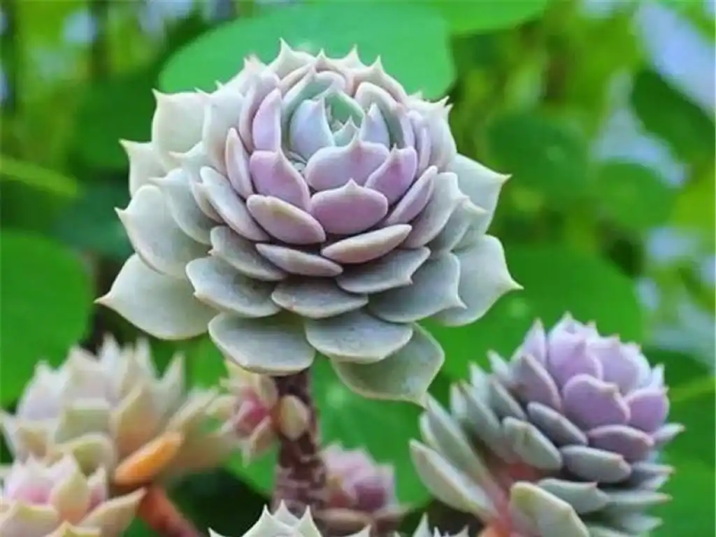 多肉植物当中的三胞胎:丽娜莲,露西娜和露娜莲,该如何区分呢?