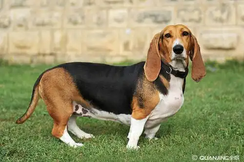 矮脚长耳猎犬_全景网
