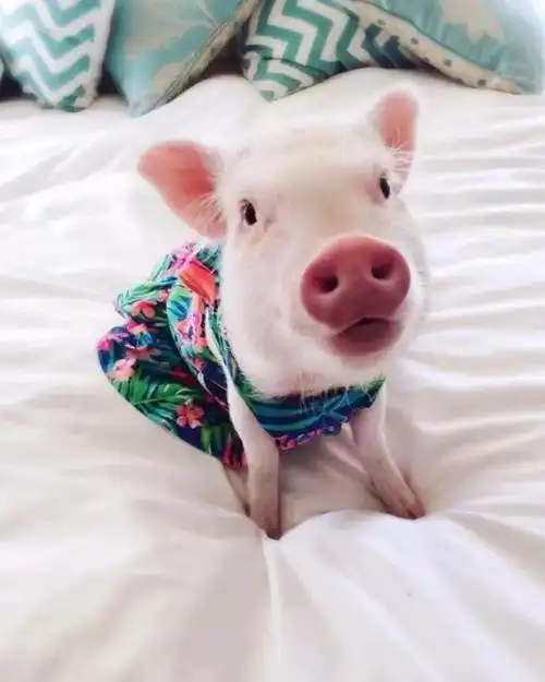 这可能是世界上最可爱的猪