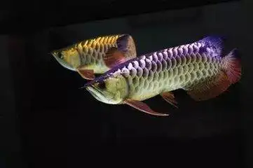 的提高,很多家庭或是商店里都饲养了龙鱼,那么万龙鱼饲养方法是什么呢