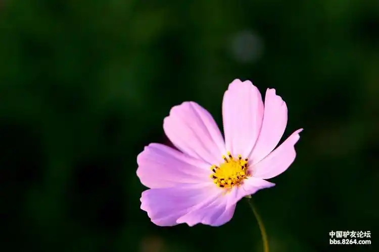 寓意幸福美好的格桑花