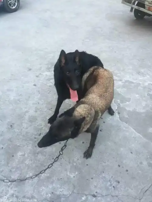 威海市黑狼犬价格中国马犬养殖基地