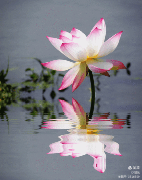 太极♀ 荷花舞蹈