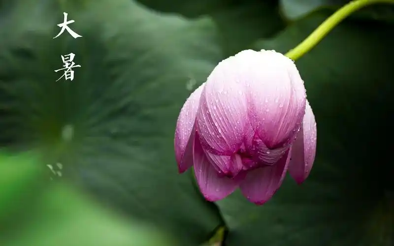 大暑节气图片桌面壁纸