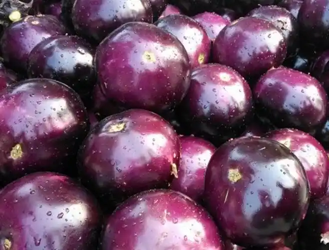 山东现摘时令圆茄子新鲜蔬菜紫茄子嫩茄子农家自种5斤4斤