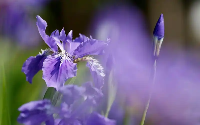 唯美奇异紫色花卉高清桌面壁纸