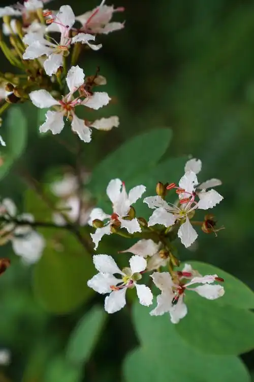 深山处,寂寞开无主——粉叶羊蹄甲