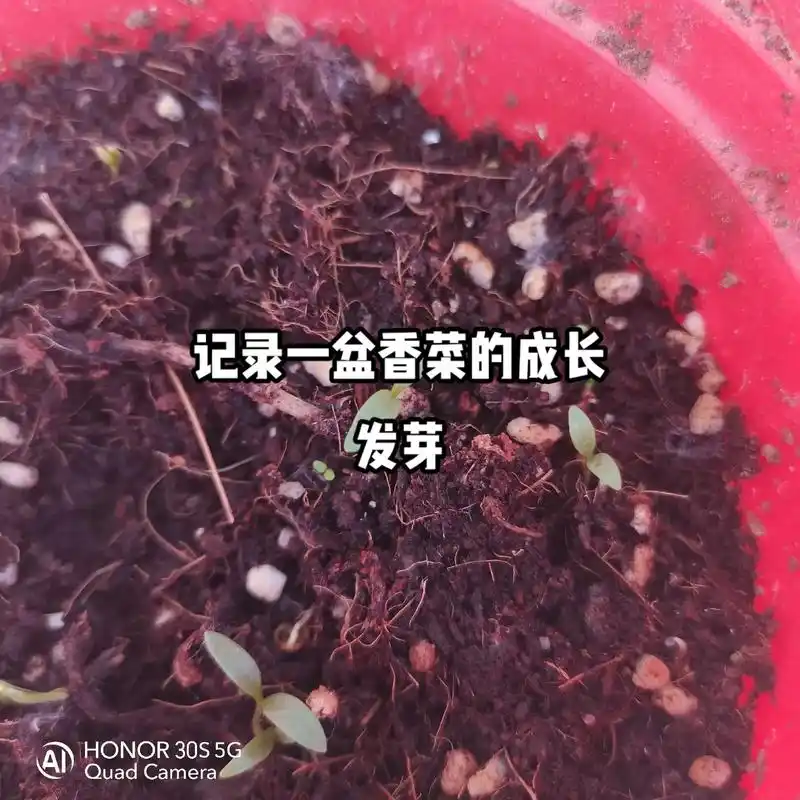 见证一盆香菜的成长 - 抖音