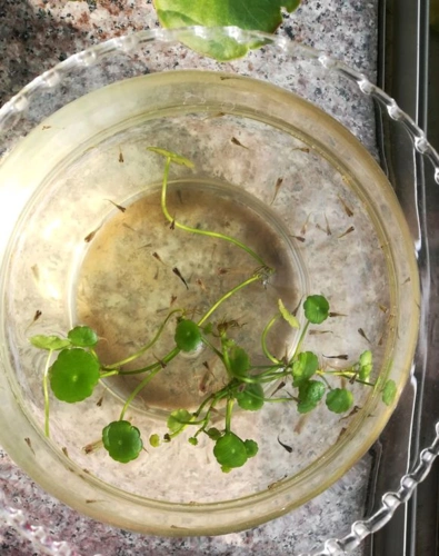 铜钱草长得慢水里加点土3个小要求冬天也能爆盆