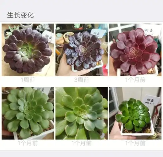 推荐一个记录多肉生长变化的app