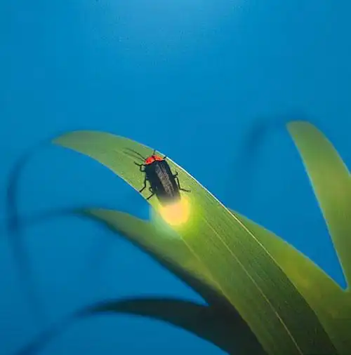 萤火虫为什么会发光